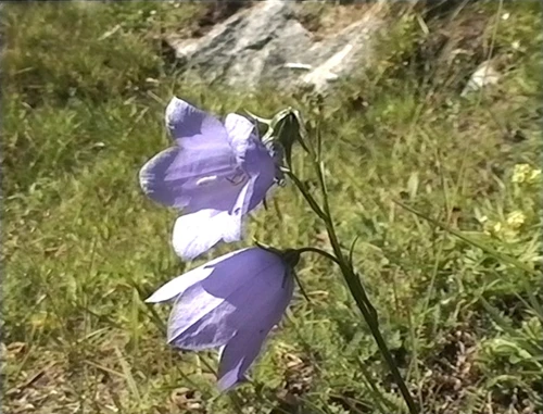 31 Jul 1995 · Norway: Day 6 Skjolden to Boverdalen